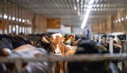 Staffordshire: The 5 non-negotiables of a resilient dairy business